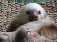 Rescue sloth (Category:  Travel)