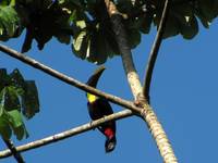 Chestnut-mandibled Toucan (Category:  Travel)