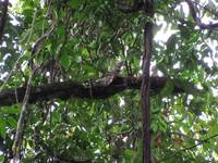 Where is the iguana? (Category:  Travel)