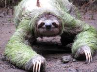 Sloth crossing the trail! (Category:  Travel)