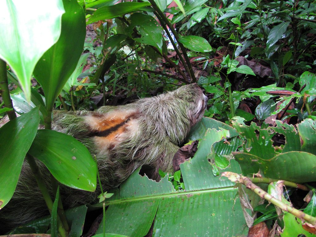 Sloth crossing the trail! (Category:  Travel)