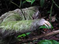 Sloth motion blur.  That requires a pretty slow shutter speed. (Category:  Travel)