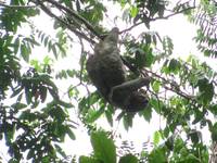 Different sloth.  Up in a tree. (Category:  Travel)
