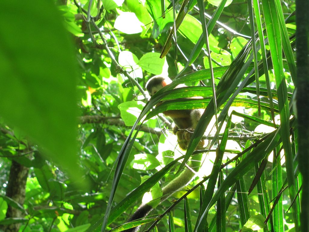 Squirrel monkey (Category:  Travel)