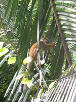 Squirrel monkey (Category:  Travel)