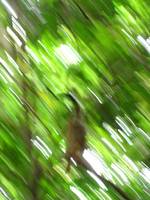 This is what most of my squirrel monkey photos looked like. (Category:  Travel)