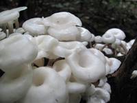 Mushrooms (Category:  Travel)