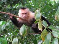 Capuchin (Category:  Travel)