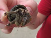 Hermit crab (Category:  Travel)