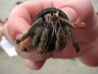Hermit crab.  I took this same photo when I was in this park three years ago. (Category:  Travel)