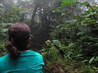 The hike up Volcan Chato passes through some lush rainforest. (Category:  Travel)