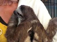 Baby sloths! (Category:  Travel)