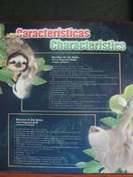 Sloth facts (Category:  Travel)