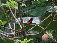 Tanager (Category:  Travel)