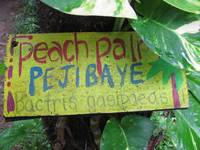 Peach Palm aka Pejibaye (Category:  Travel)