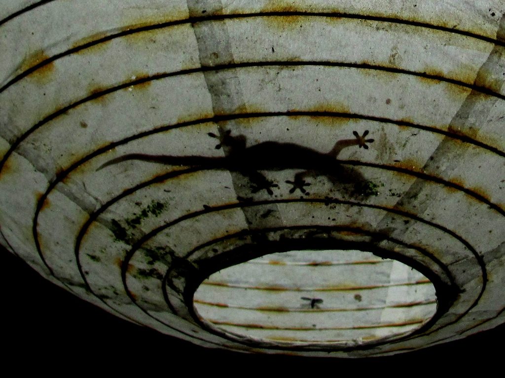 Gecko in the light fixture. (Category:  Travel)