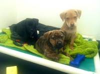 With her sisters at the SPCA. (Category:  Dogs)