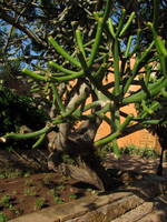 A tree version of my pencil cactus.  Stick Euphorbia tree. (Category:  Travel)