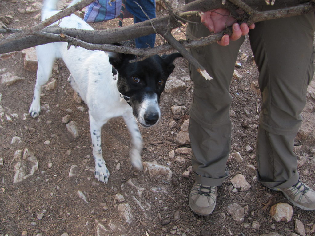 Daisy helped collect firewood. (Category:  Travel)