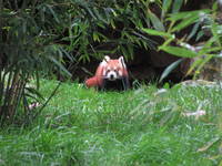 Red Panda! (Category:  Travel)