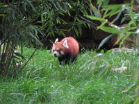 I've now seen Red Pandas on three continents. (Category:  Travel)