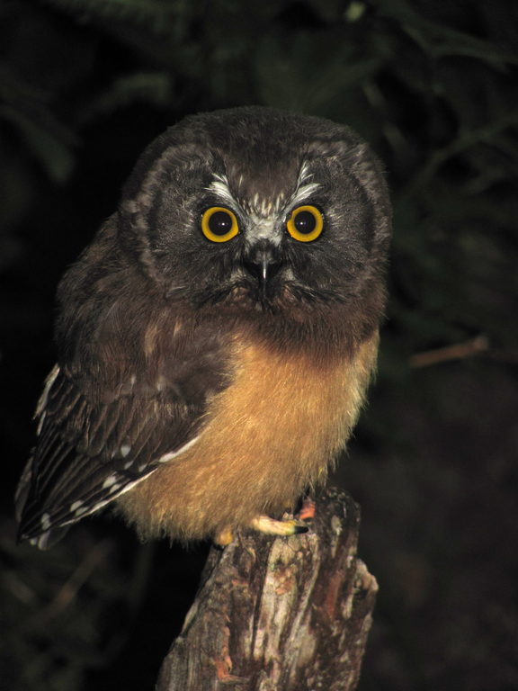 Baby owl! (Category:  Rock Climbing)