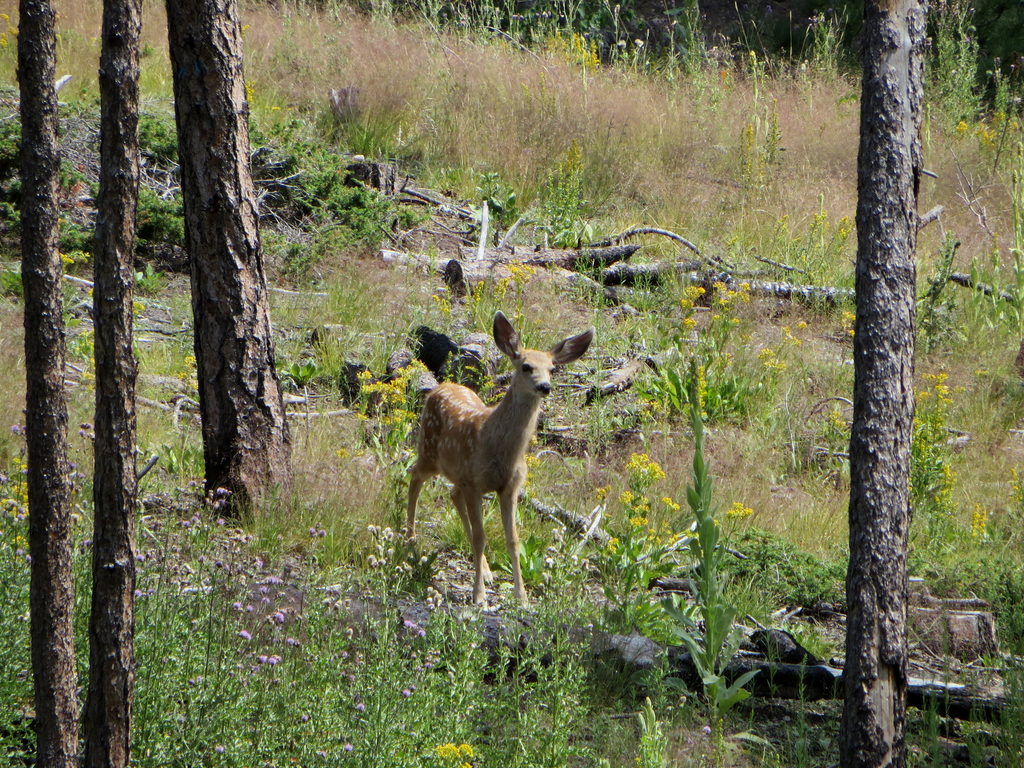 Deer (Category:  Rock Climbing)