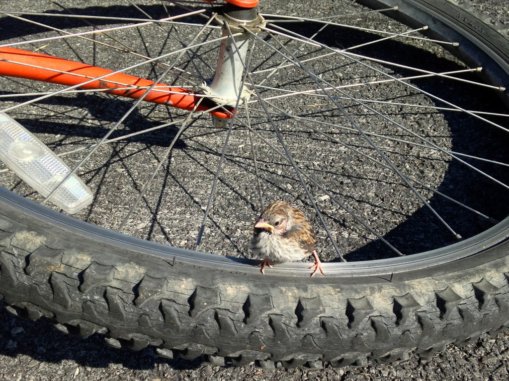 My bike was a popular perch. (Category:  Residence)