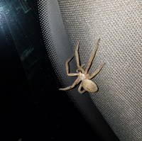 This spider emerged from my dash and crawled up my windshield while I was driving. (Category:  Rock Climbing)