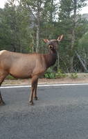Elk, The Photo (Category:  Rock Climbing)