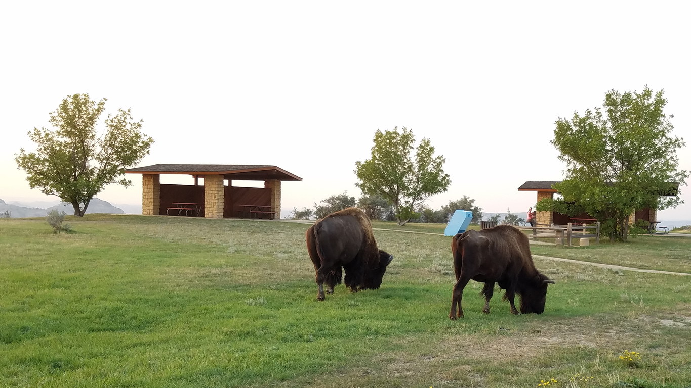 Rest stop Bison (Category:  Rock Climbing)