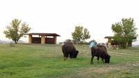 Rest stop Bison (Category:  Rock Climbing)