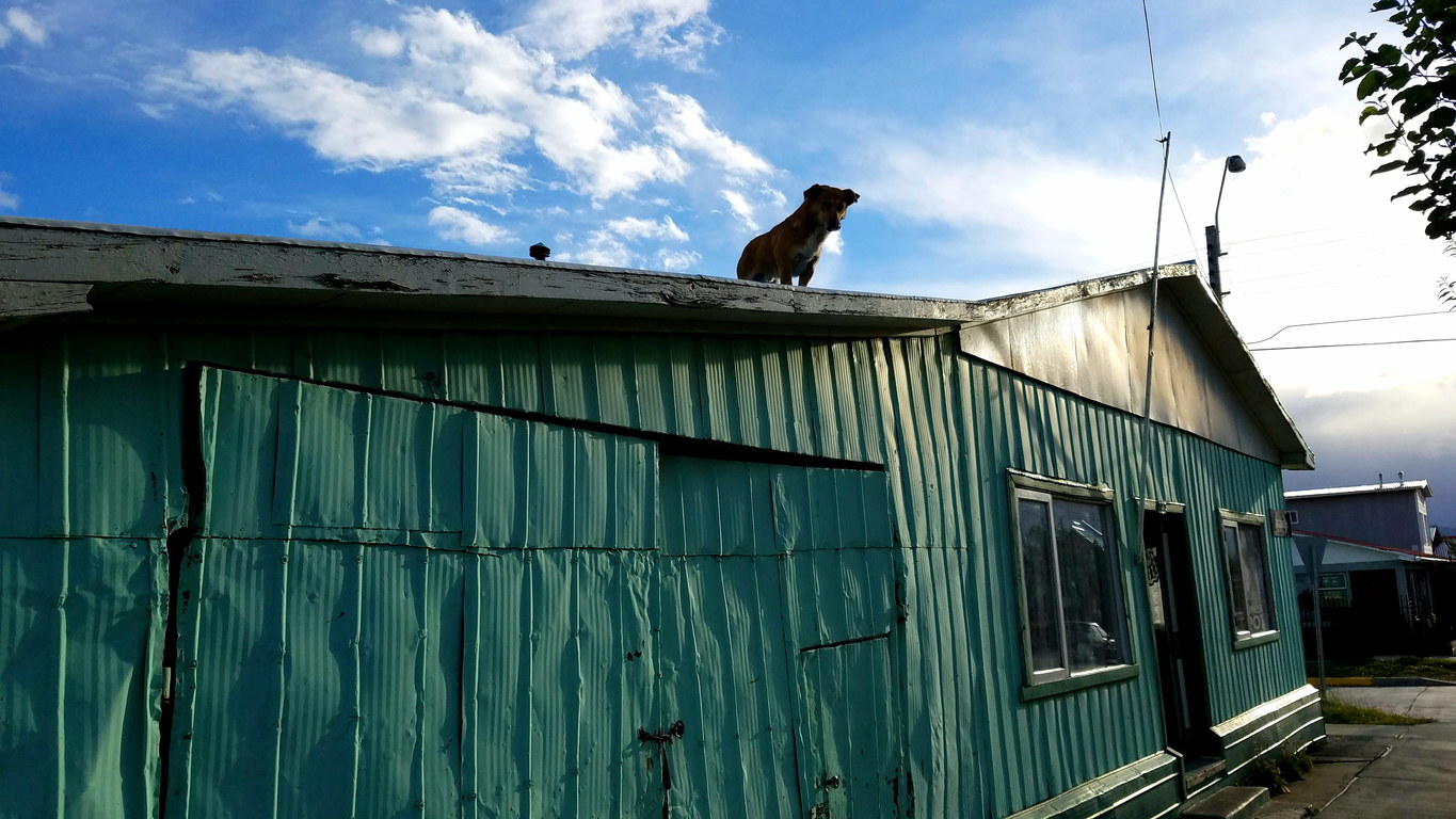 Roof woof? (Category:  Backpacking)