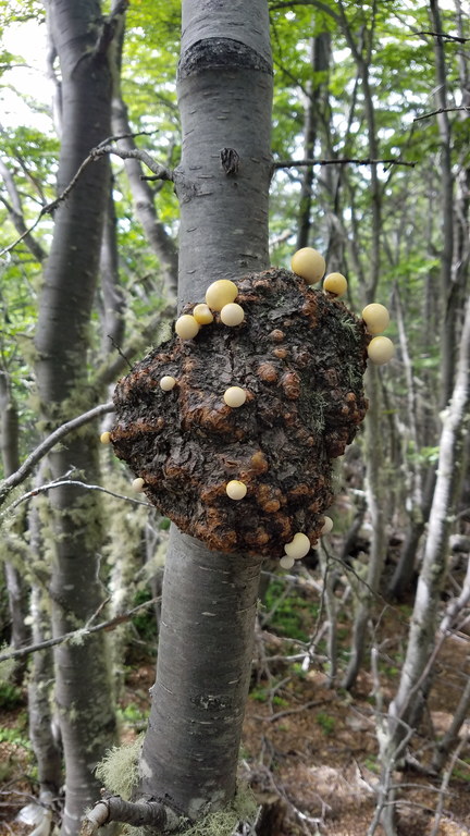 Don't trip on those mushrooms! (Category:  Backpacking)