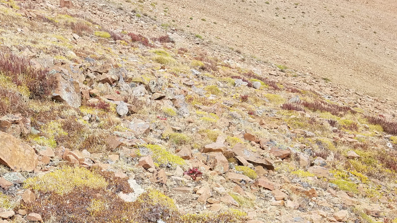 How many Ptarmigans do you see in this photo? (Category:  Climbing)