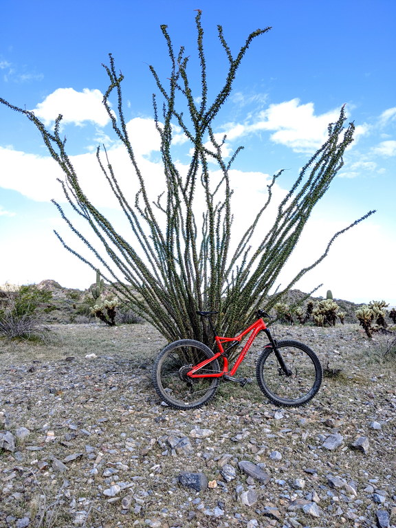 Ocotillo at Phoenix Mountains Preserve (Category:  Biking, Climbing)