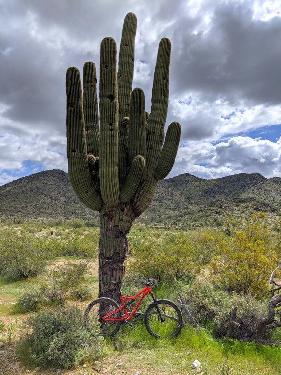 Wanna see my saguaro impersonation? (Category:  Biking, Climbing)