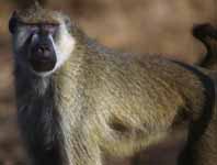 Baboon (Category:  Photography)