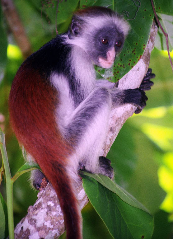 Red Colobus Monkey (Category:  Photography)