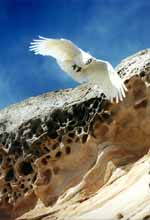 Sulfur Crested Cockatoo in flight. (Category:  Photography)
