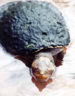 Turtle (Category:  Photography)