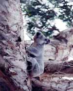 Biggest Koala I saw in Australia. (Category:  Photography)