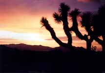 Joshua Trees silhouetted against the sunset. (Category:  Photography)