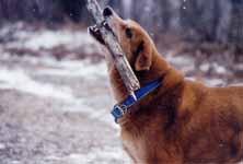 Mandel enjoying a stick with snow falling around him. (Category:  Photography)