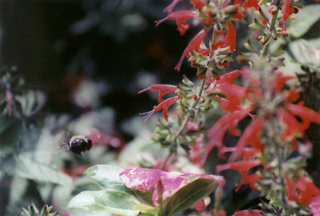 Bumblebee in flight. (Category:  Photography)