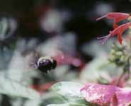 Bumblebee in flight. (Category:  Photography)