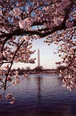 Cherry blossoms framing the Washington Monument. (Category:  Photography)