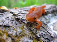Red Eft (Category:  Photography)