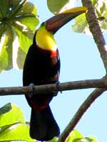 Chestnut Mandibled Toucan (Category:  Photography)