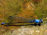 Gorgeous damselfly! (Category:  Photography)